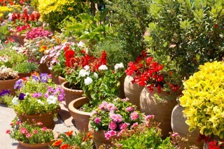 Potted Plants Landscaping